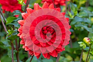 Vibrant double-size red flower of Dahlia Garden Wonder photo